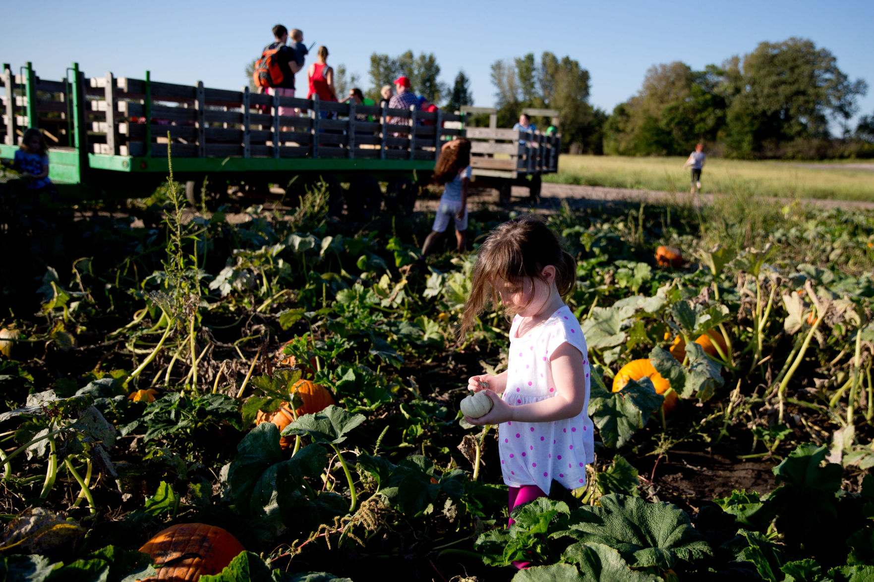 Bellevue Berry Farm & Pumpkin Patch